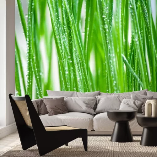 Papier peint  Gouttes de rosée sur l'herbe verte