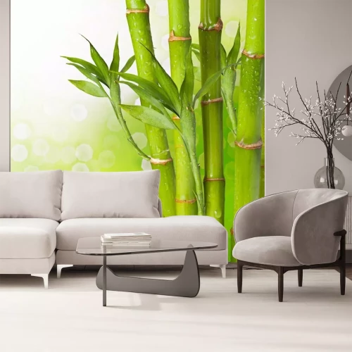 Papier peint  Bambou humide sur fond vert