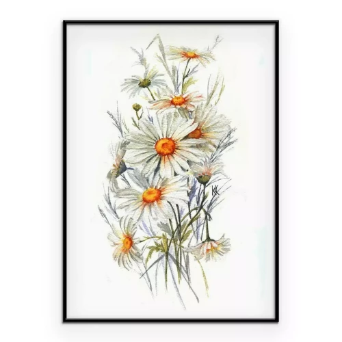 Poster  Dessiné à la main aquarelle blanche fleur d'été. Fleurs artistiques marguerites. Dessin de camomille sauvage. Illustration naturelle pour la conception décorative sur le fond blanc.