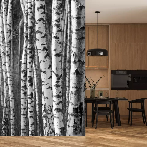Papier peint  Fond noir et blanc avec troncs de bouleaux