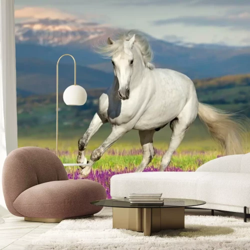 Papier peint  Cheval au galop dans la lavande