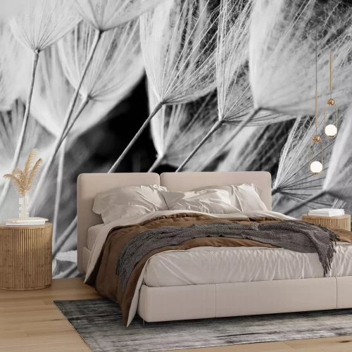 Papier peint  Graines de pissenlit en macro