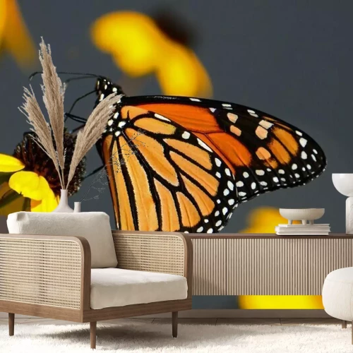 Papier peint  Papillon Monarque sur une fleur jaune