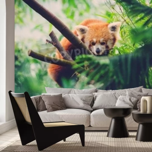 Papier peint  Panda roux sur un bambou