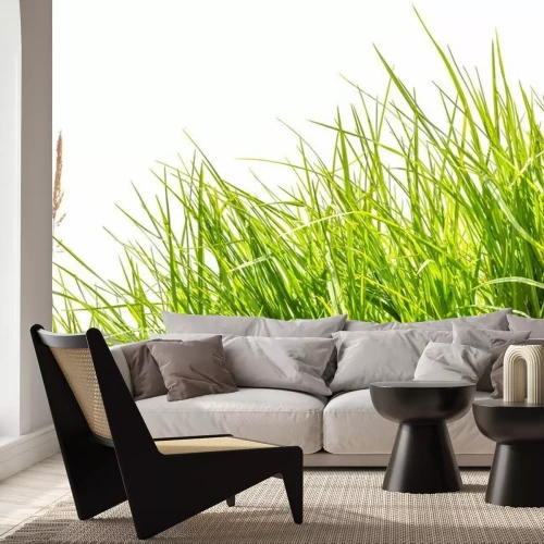 Papier peint  Haute herbe verte et montagnes en arrière-plan