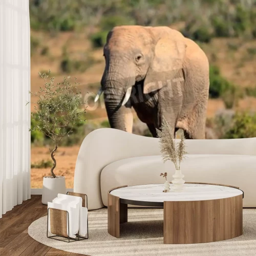 Papier peint  Eléphant en Afrique du Sud