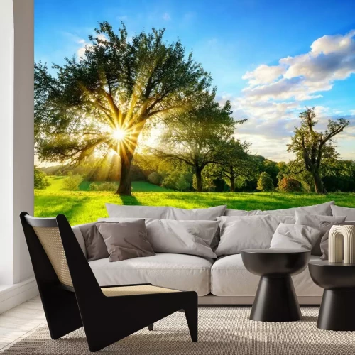 Papier peint  Rayons de soleil perçant la canopée