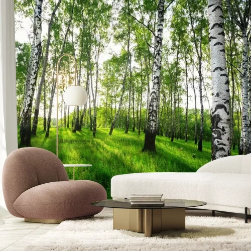 Papier peint  L'été dans la forêt de bouleaux ensoleillée