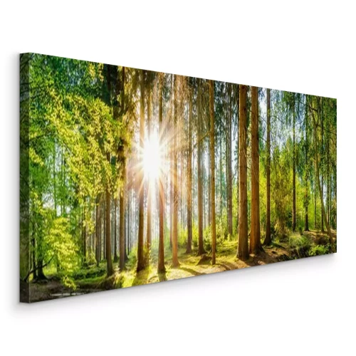Tableau  Vue panoramique d'une forêt ensoleillée