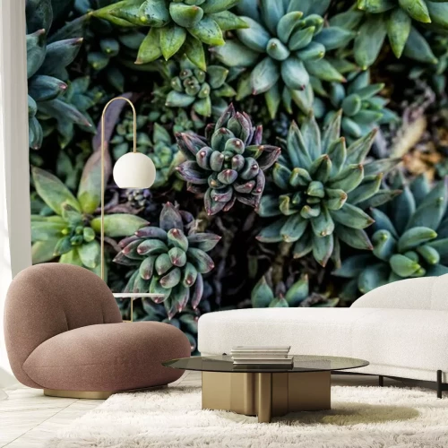 Papier peint  Succulentes vertes foncées
