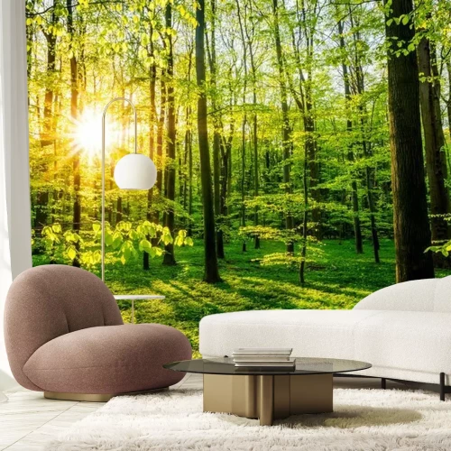 Papier peint  Forêt au printemps avec le soleil qui brille à travers les arbres