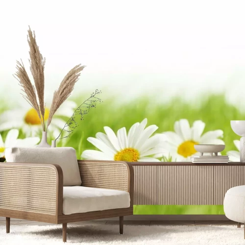 Papier peint  Pâquerettes dans l'herbe