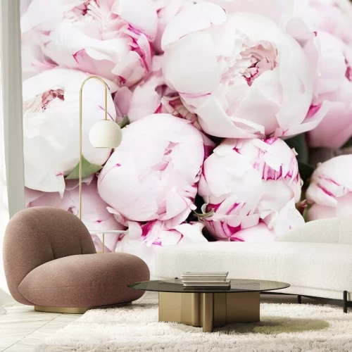 Papier peint  Boutons roses de pivoine