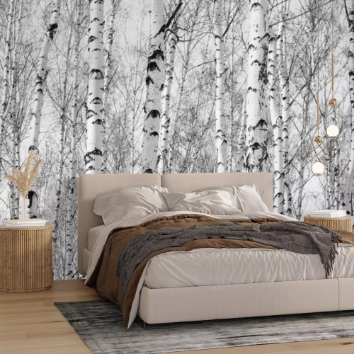 Papier peint  Forêt de bouleaux en noir et blanc