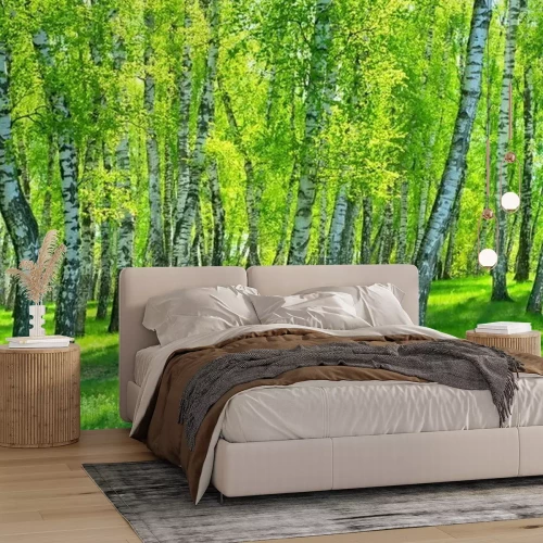 Papier peint  Bouleaux par une journée ensoleillée