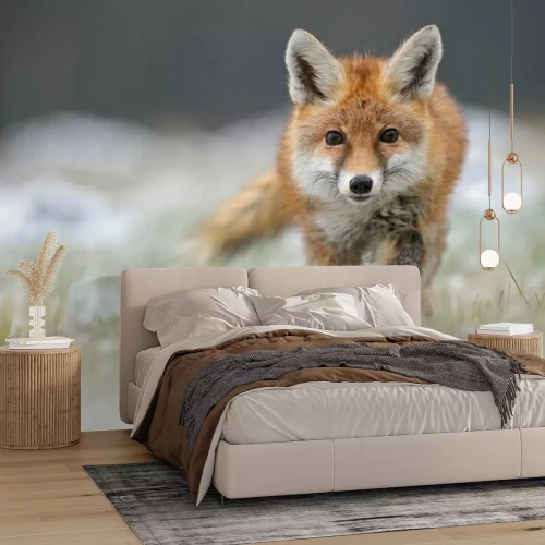 Papier peint  Red Fox en renard hivernal