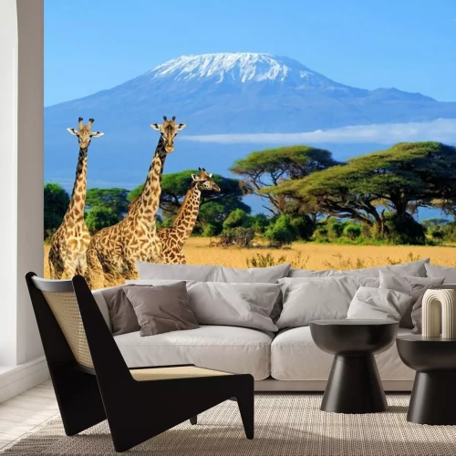 Papier peint  Trois girafes dans le parc national du Kenya