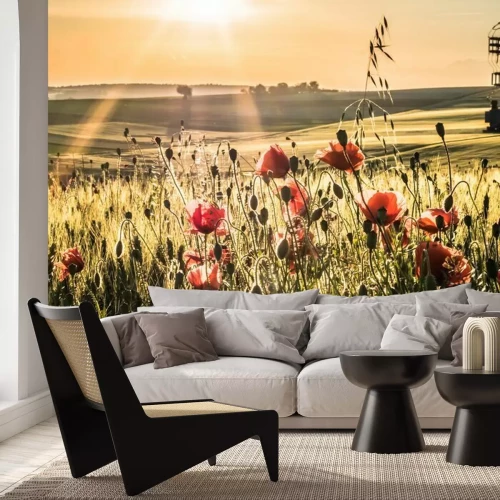 Papier peint  Coquelicots dans le champ de maïs