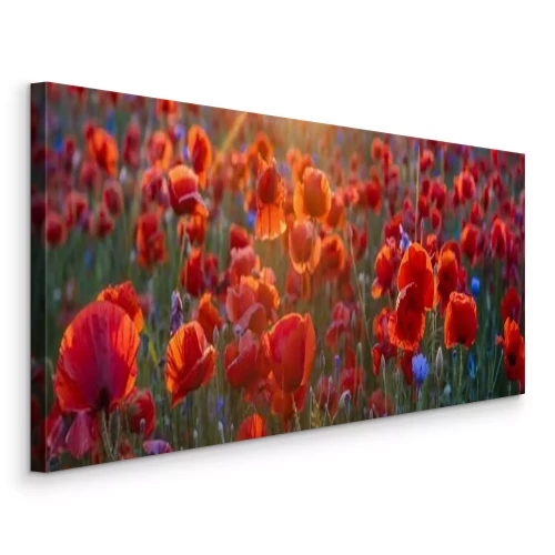 Tableau  Prune de coquelicot à la lumière du soleil couchant, du pavot et de la fleur de maïs