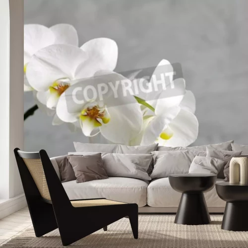 Papier peint  Ravissante fleur blanche