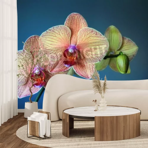 Papier peint  Fleur fond bleu