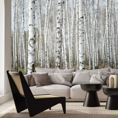 Papier peint  Forêt de bouleaux