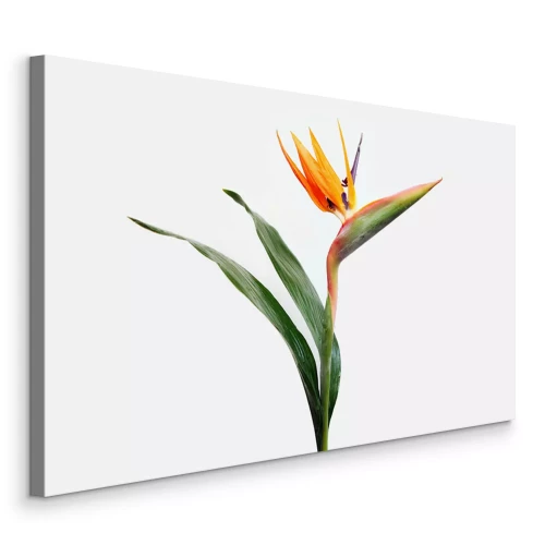 Tableau  Fleur de Strelitzia aux feuilles vertes