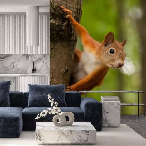 Papier peint  Ecureuil roux sur l'arbre