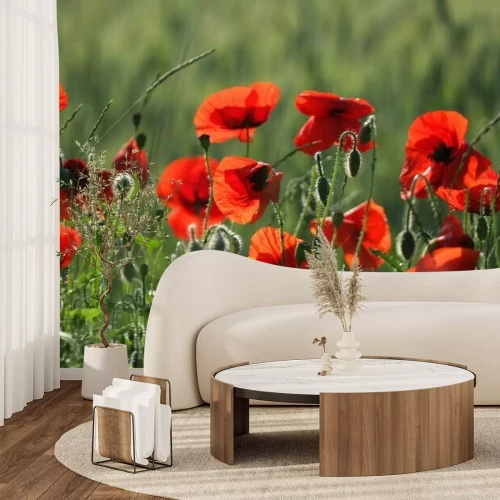 Papier peint  Coquelicots au soleil dans une prairie