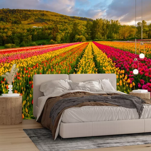 Papier peint  Champ de tulipes colorées