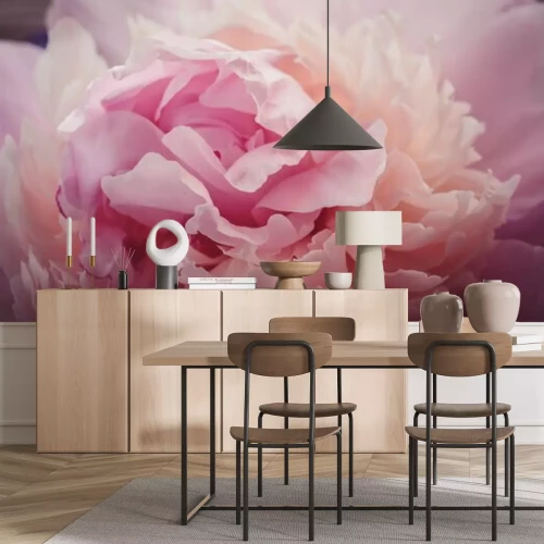 Papier peint  Pivoine en grand agrandissement