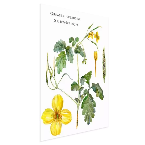 Visualisation du produit