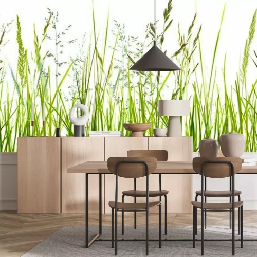 Papier peint  Gräser, grashalme, wiese vor weißem hintergrund