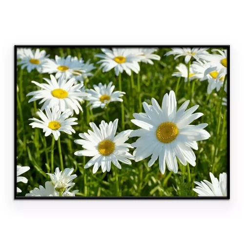 Poster  Floraison des marguerites dans les rayons de l'été Soleil lumineux