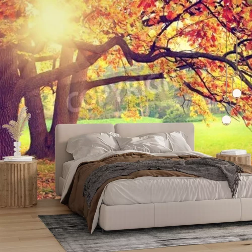 Papier peint  Lever de soleil dans une forêt d'automne